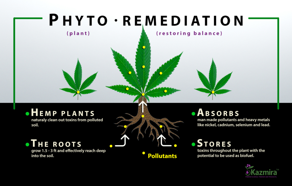 Soil Remediation with Industrial Hemp