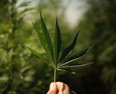 Kazmira featured on On Demand with Rob Lowe