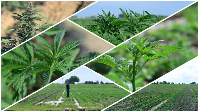 Kazmira Hemp Farm