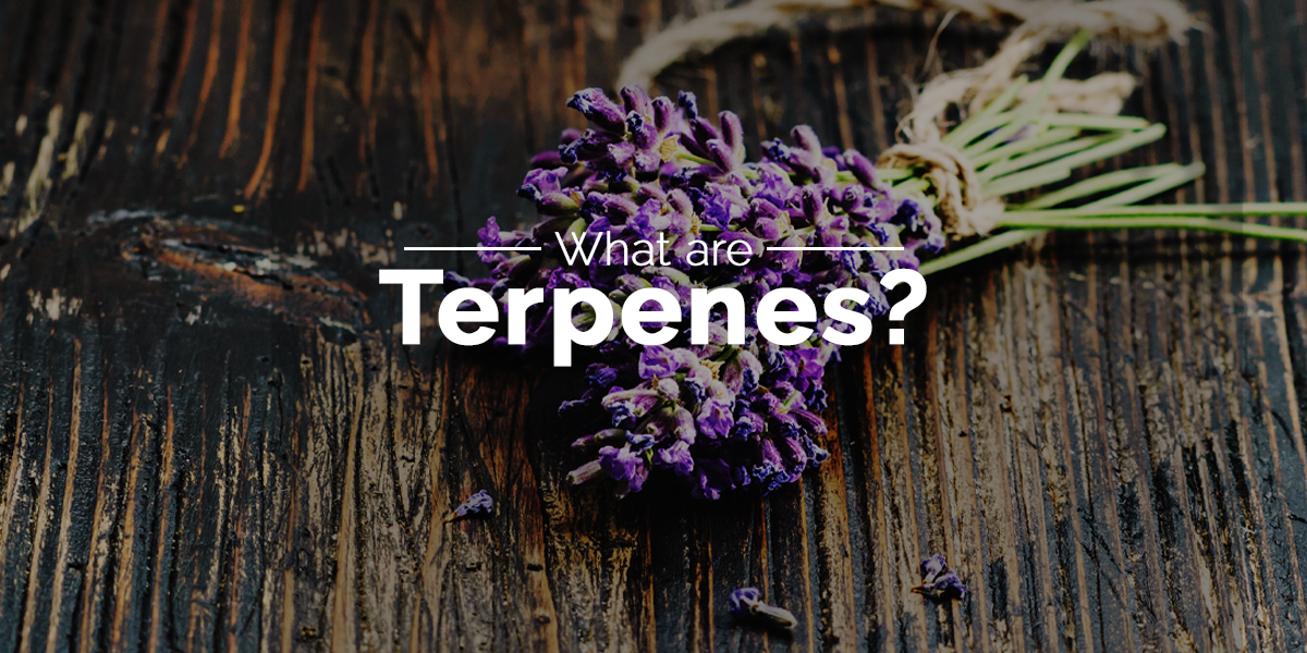 What are terpenes cover What are terpenes cover